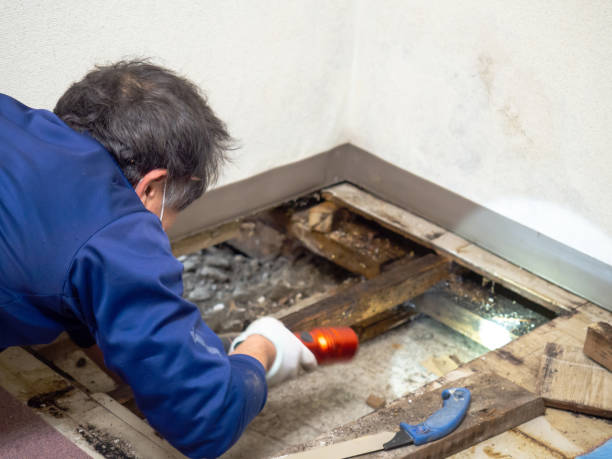 Best Water Damage Restoration  in Cape May, NJ
