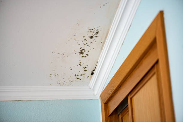 Reliable Cape May, NJ Mold Removal Solutions