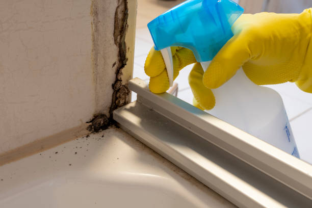 Best Fast Mold Removal  in Cape May, NJ