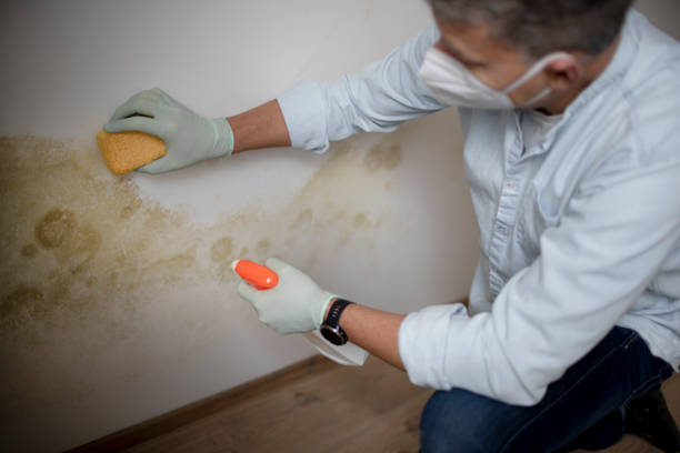 Best Toxic Mold Removal  in Cape May, NJ