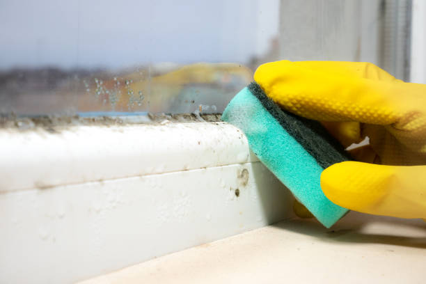 Best Commercial Mold Removal  in Cape May, NJ