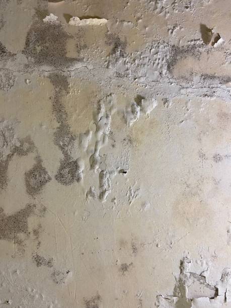 Best Mold Remediation Experts  in Cape May, NJ
