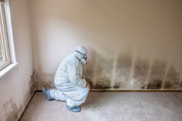Crawl Space Mold Removal in Cape May, NJ